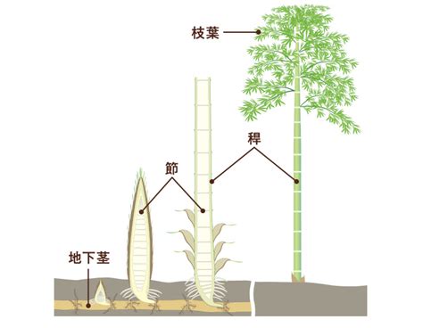 竹 種類|1 身近で不思議なタケの生態に迫る！